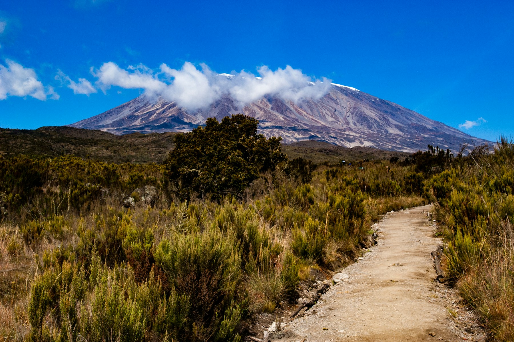 Mount Kilimanjaro above a high-altitude trail and moorland vegetation in Tanzania.