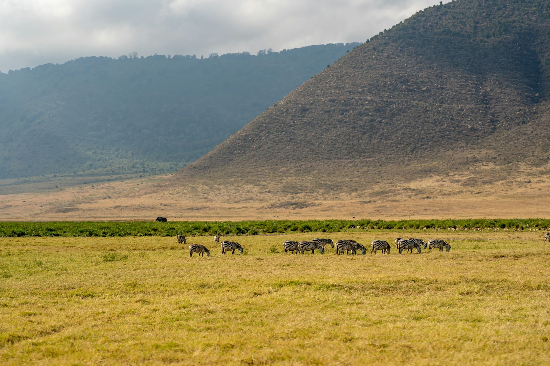 Zebra grazing on the floor of Ngorongoro Crater in northern Tanzania.