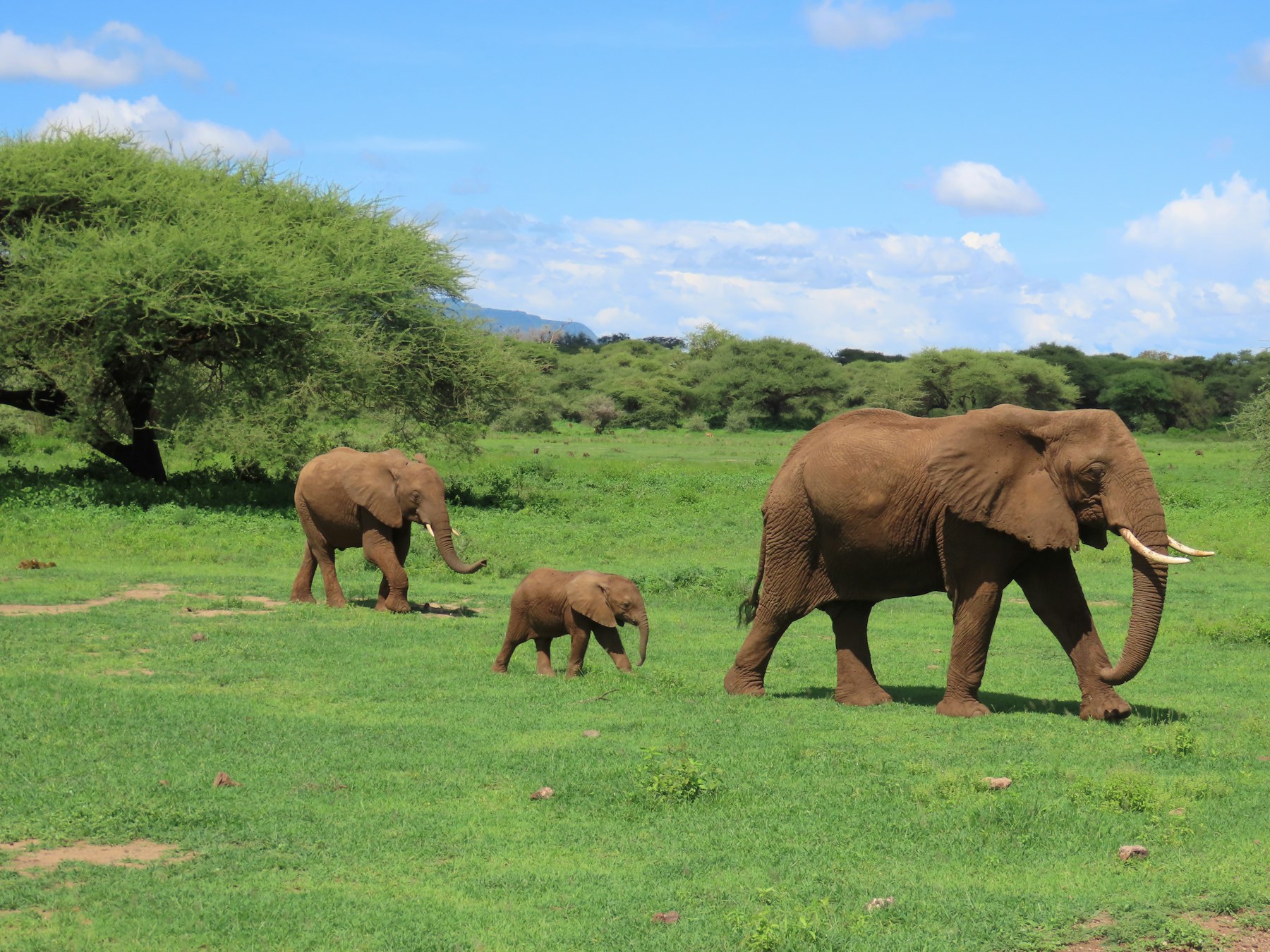 An elephant family crossing green grassland in Serengeti National Park, Tanzania.