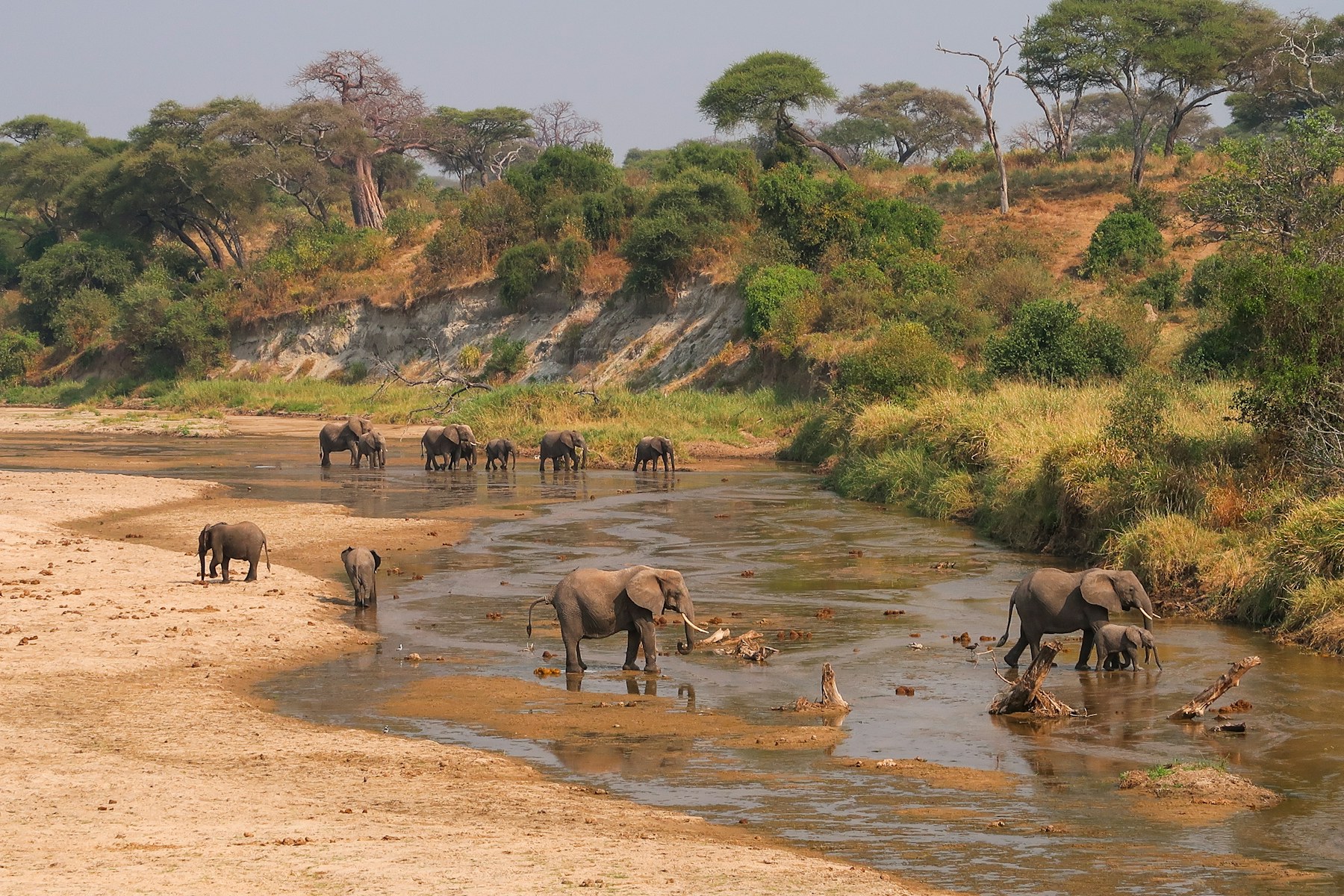 Elephants gathering along a river in Tarangire National Park, Tanzania.